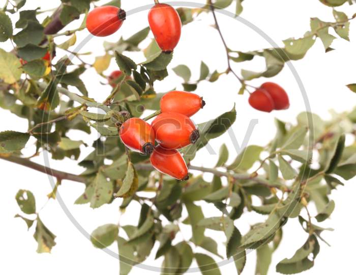 Isolated Image Of A Branch Rose Hips. Whole Background.