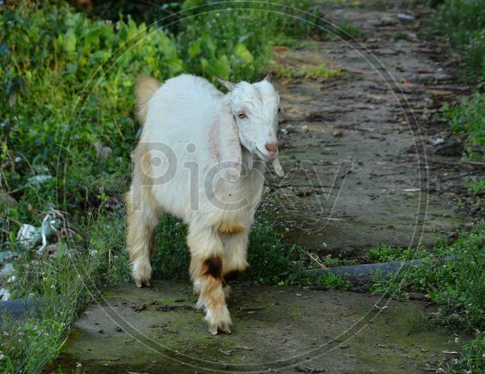 Goat at natural location in Himachal Pradesh, India