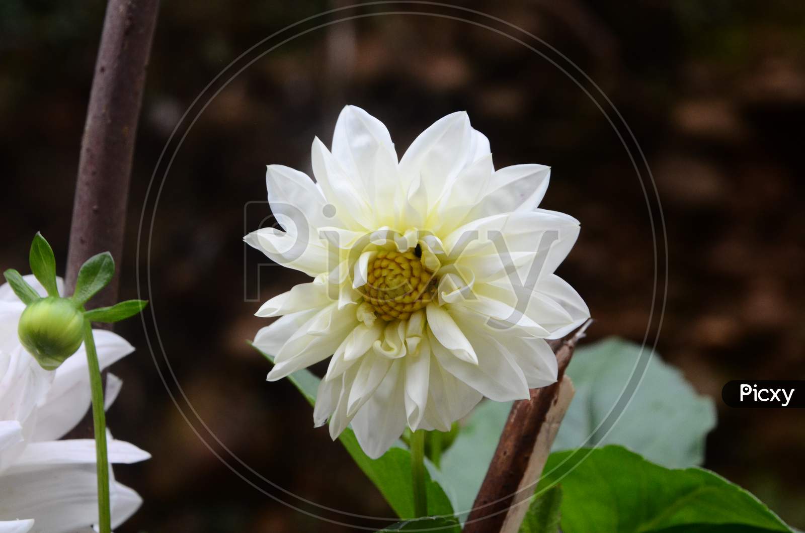 Beautiful white flower in garden