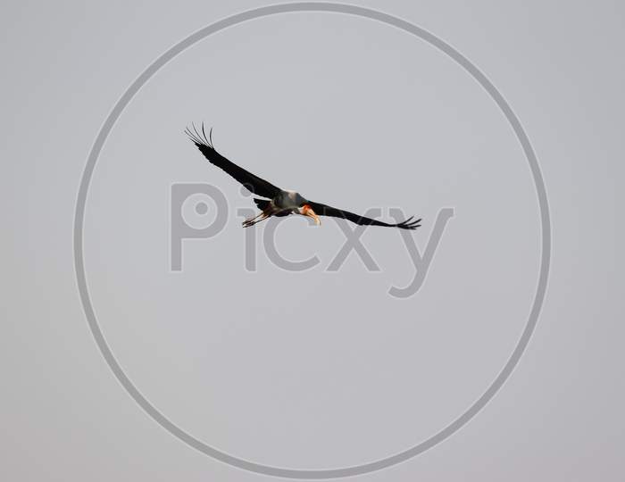 close up of Painted Stork flying in clear sky