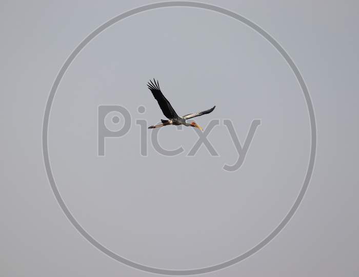 flying a Painted Stork bird