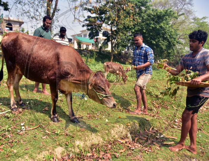 People Feed a Cow During First Day of Bihu, Also Known as Goru Bihu or Cow Bihu in Nagaon District of Assam on April 13, 2020