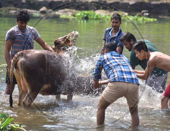 People Bathe a Cow During First Day of Bihu, Also Known as Goru Bihu or Cow Bihu in Nagaon District of Assam on April 13, 2020