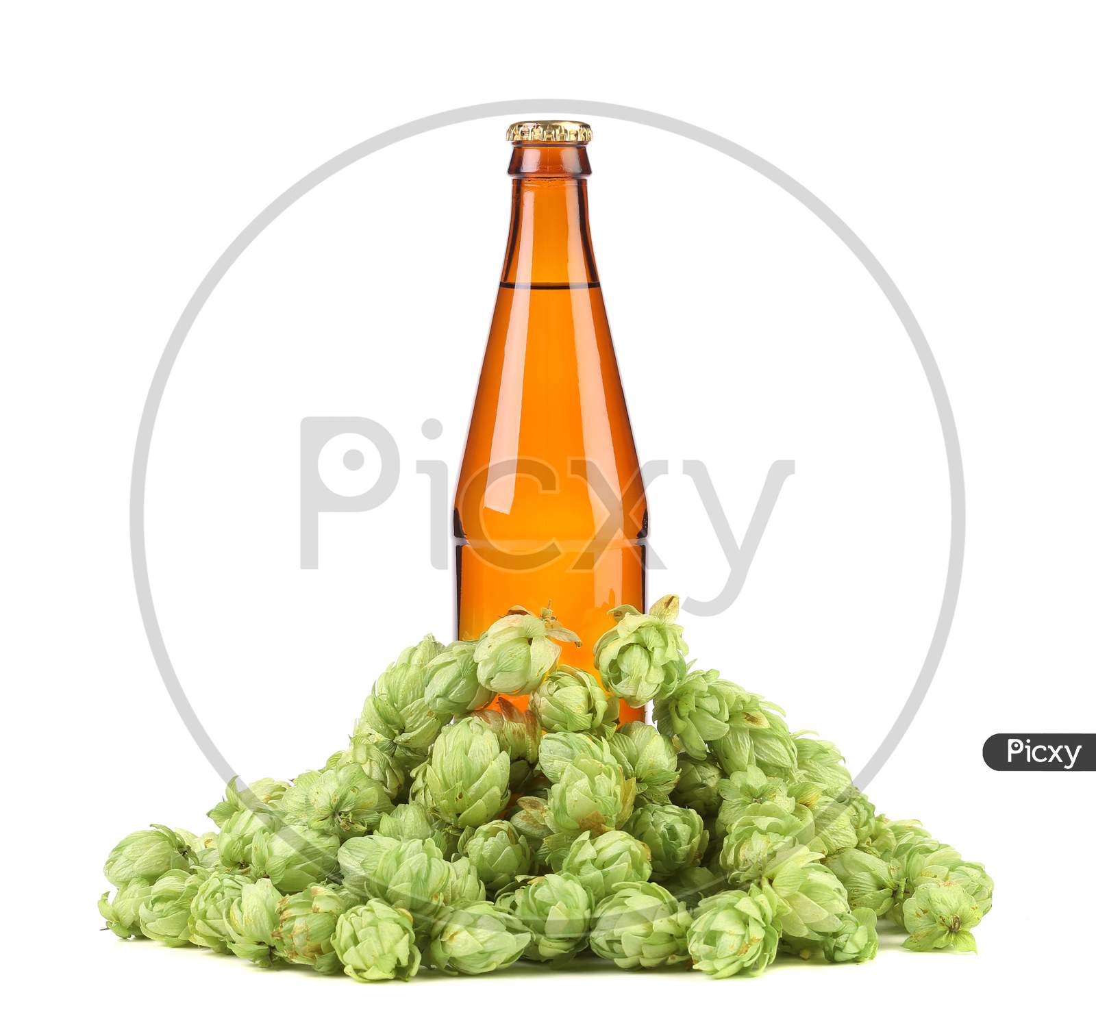 Beer Botlle And Green Hop. Isolated On A White Background.
