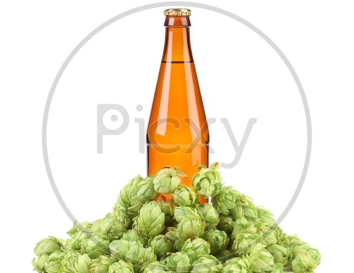 Beer Botlle And Green Hop. Isolated On A White Background.