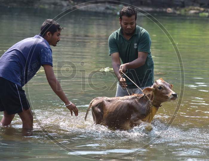 People Bathe a Cow During First Day of Bihu, Also Known as Goru Bihu or Cow Bihu in Nagaon District of Assam on April 13, 2020