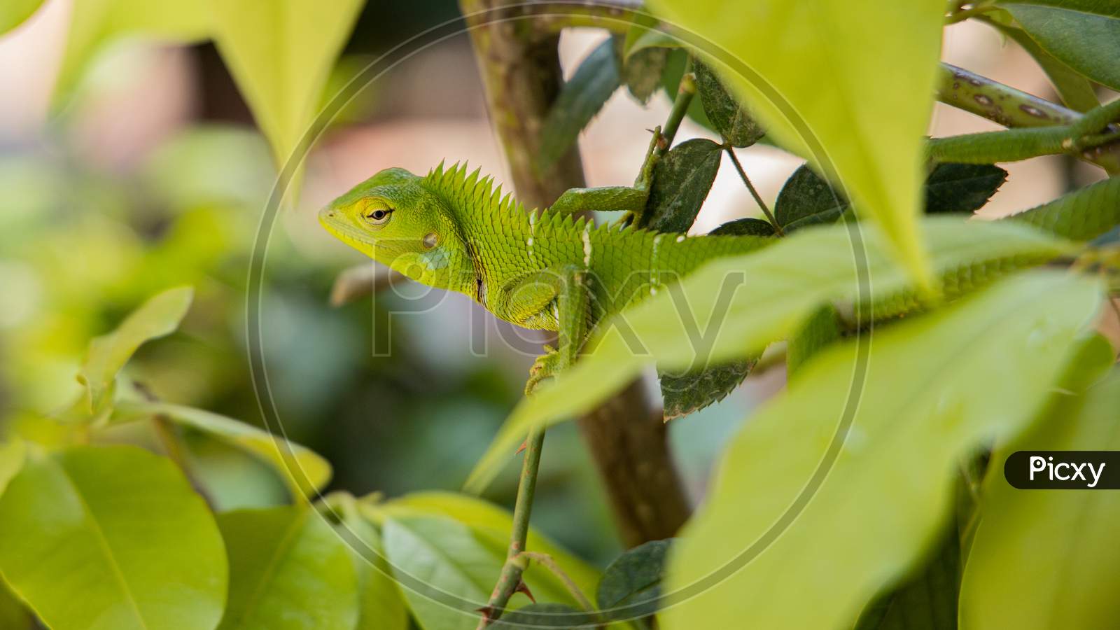 Green garden Lizard