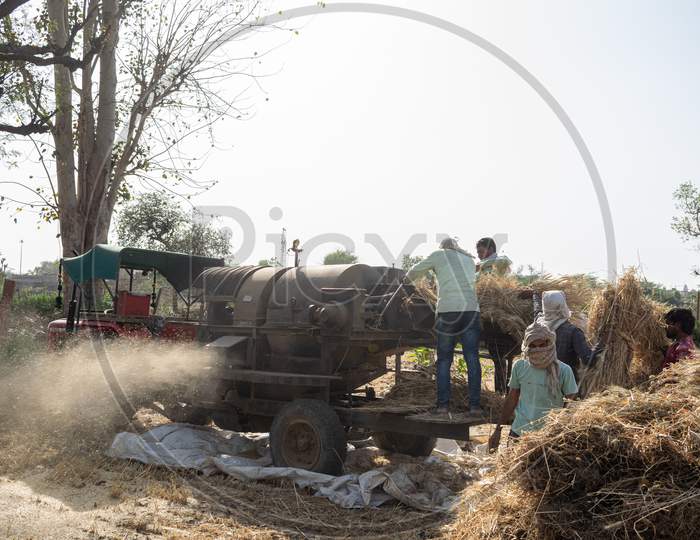 Wheat straw comes out of thresher machine as Indian farmers use machine for threshing after harvesting wheat crop