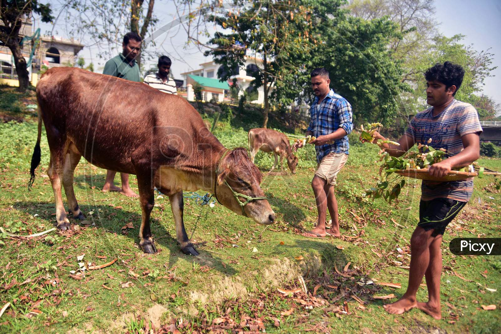 People Feed a Cow During First Day of Bihu, Also Known as Goru Bihu or Cow Bihu in Nagaon District of Assam on April 13, 2020