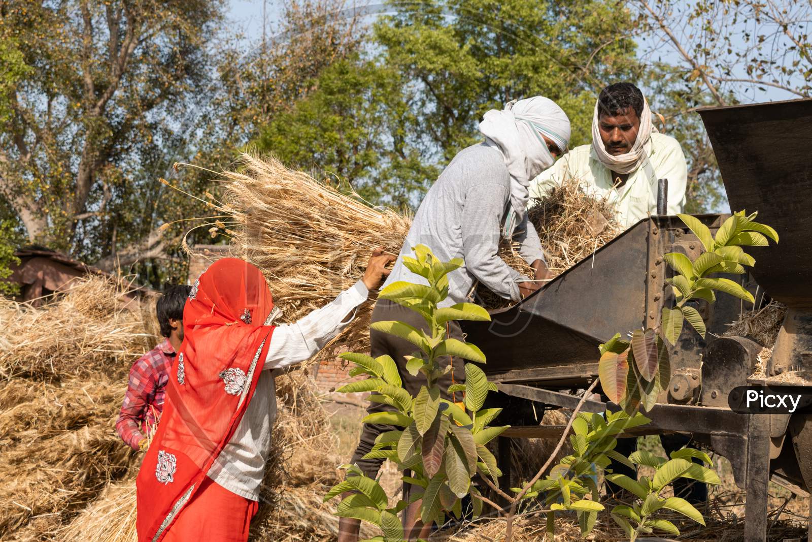 Indian Farmers in a village use threshing machine after harvesting of wheat crop