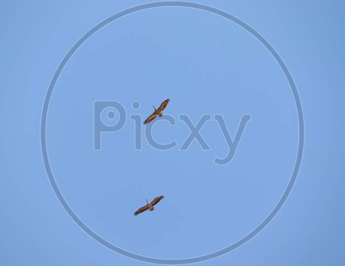 picture of two Painted Stork flying in blue sky