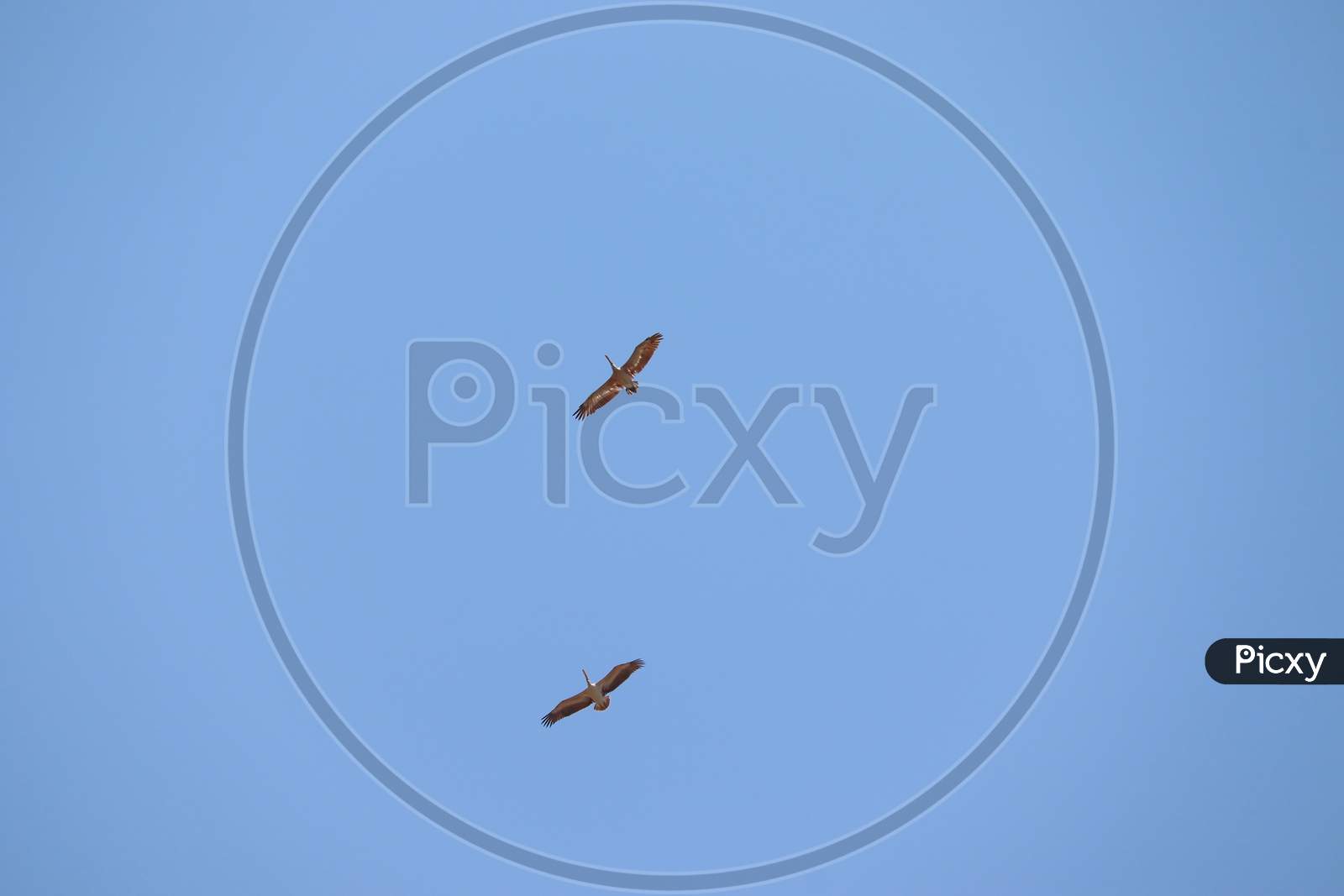 picture of two Painted Stork flying in blue sky