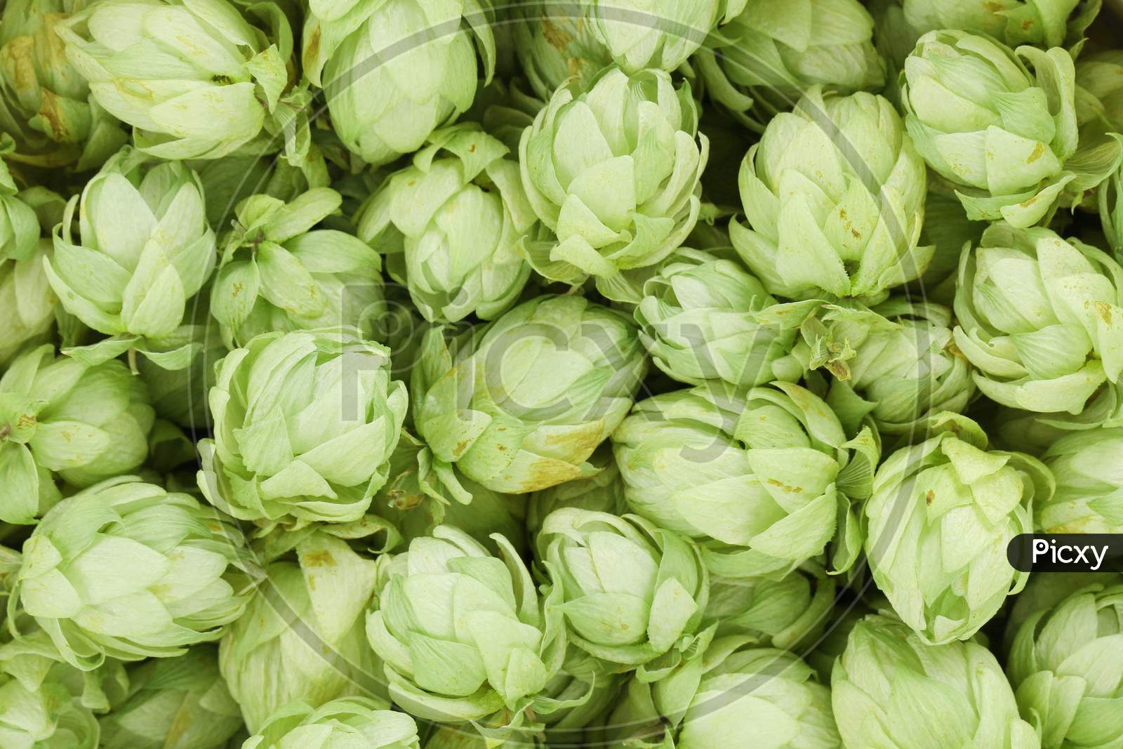 Background Of Green Hop Cones. Whole Background.
