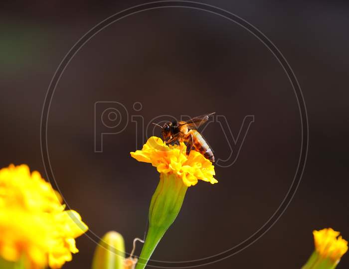 picture of giant honey bee (Apis dorsata) in summer