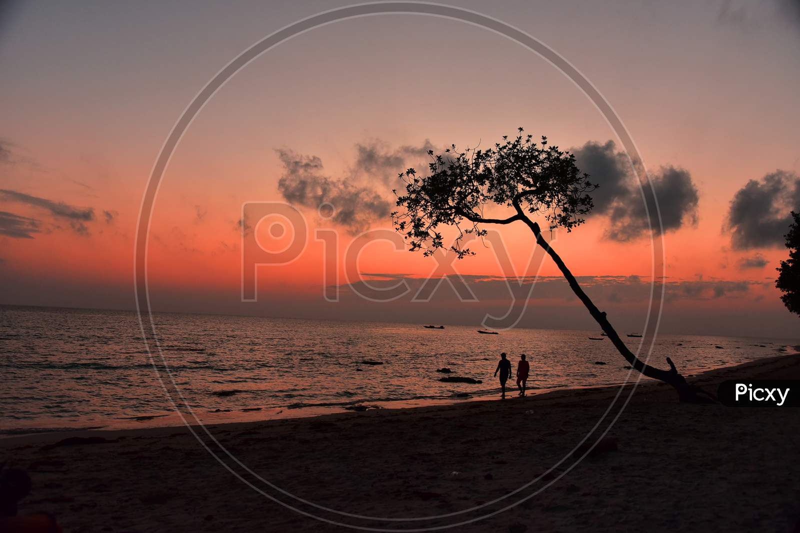 Silhouette Of Tree Over an Sunset Sky in a beach