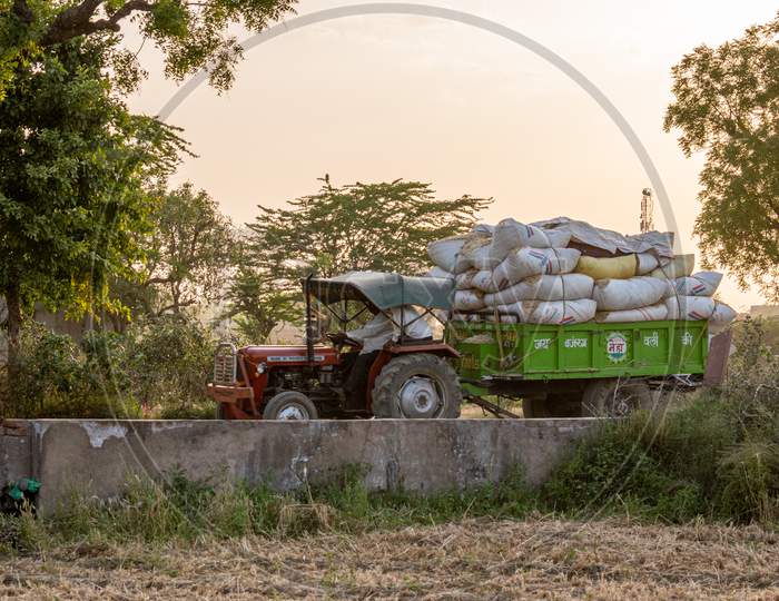 A tractor carries wheat straw