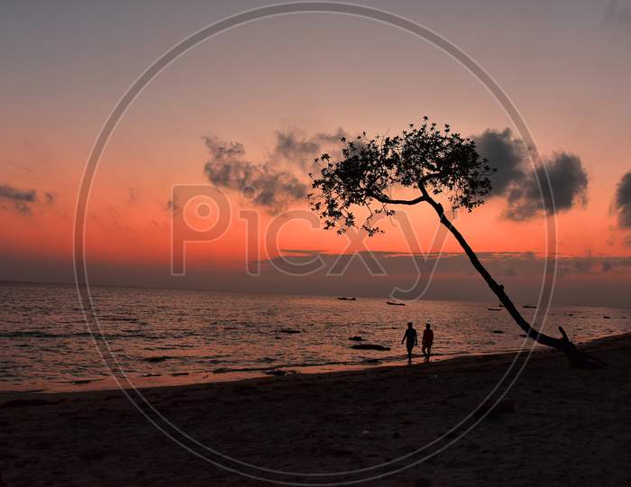 Silhouette Of Tree Over an Sunset Sky in a beach