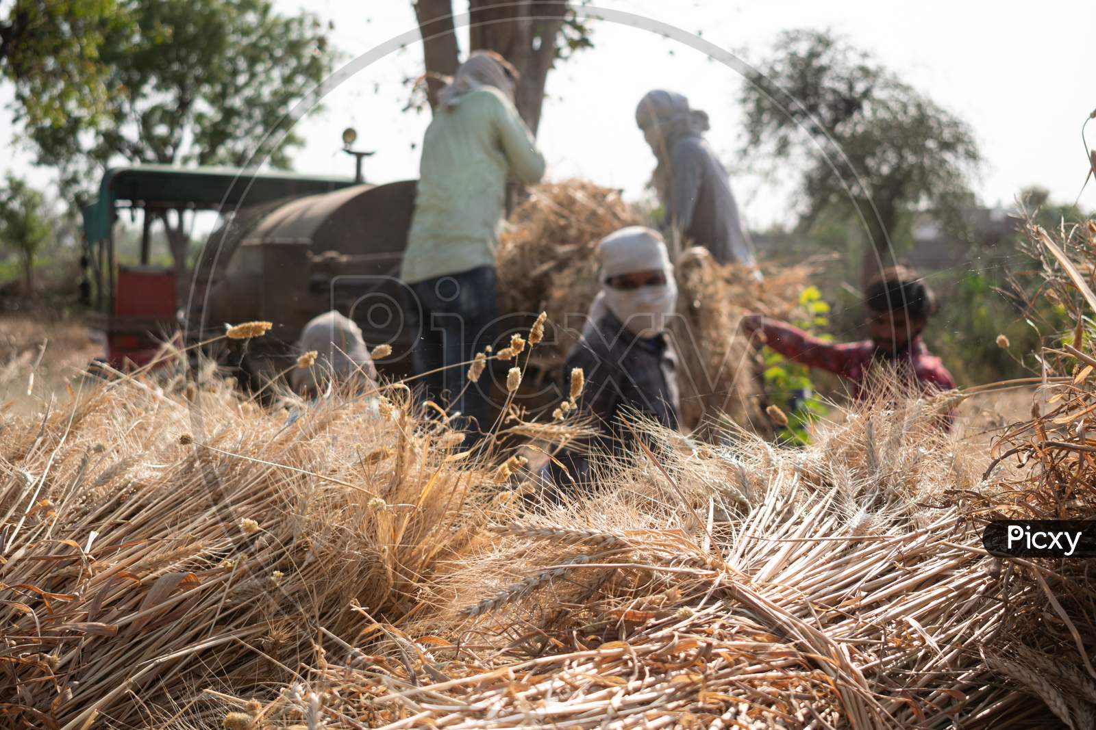 Indian farmers use threshing machine after harvesting the wheat crop