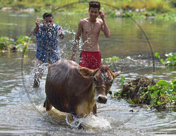 People  giva a bath to a cow  in the the water on  first day of Bihu, also known as Goru Bihu or Cow Bihu   In Nagaon District of Assam  On April 13, 2020.