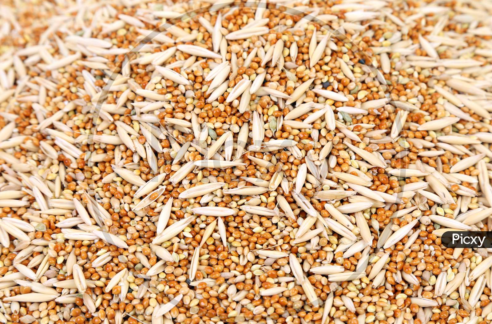 Closeup Of Wheat Grains. Isolated On A White Background.
