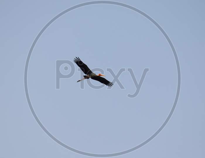 image of  a Painted Stork flying in the sky