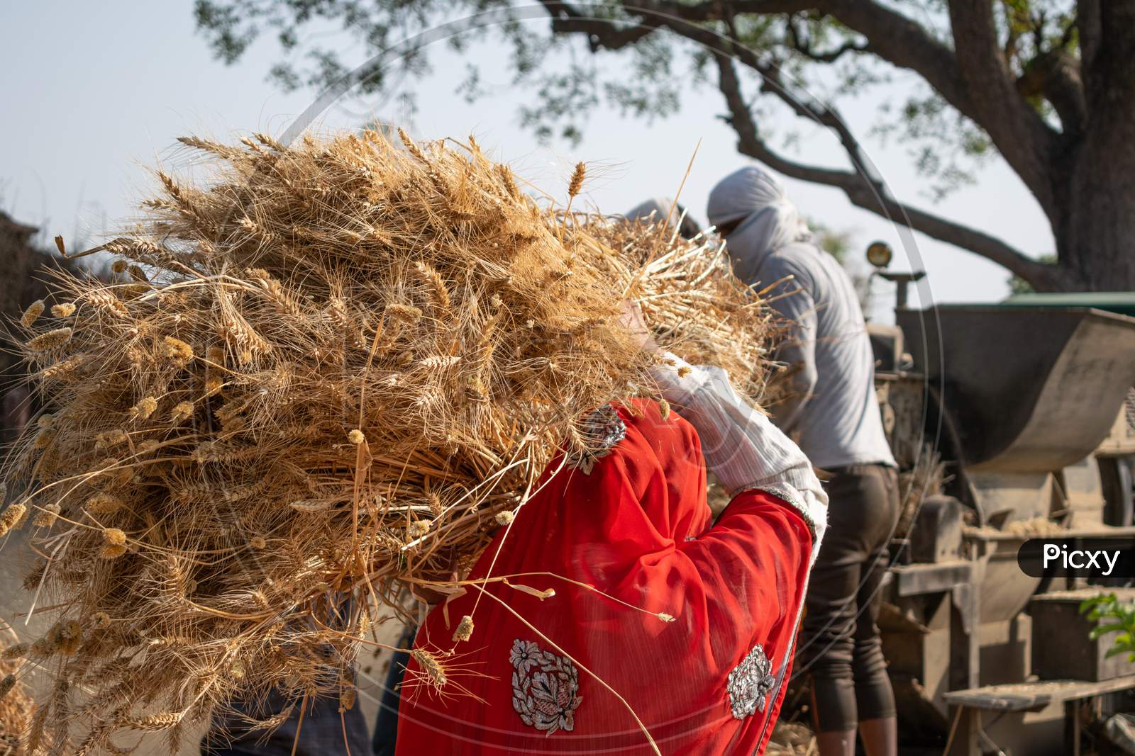 Indian Farmers in a village use threshing machine after harvesting of wheat crop
