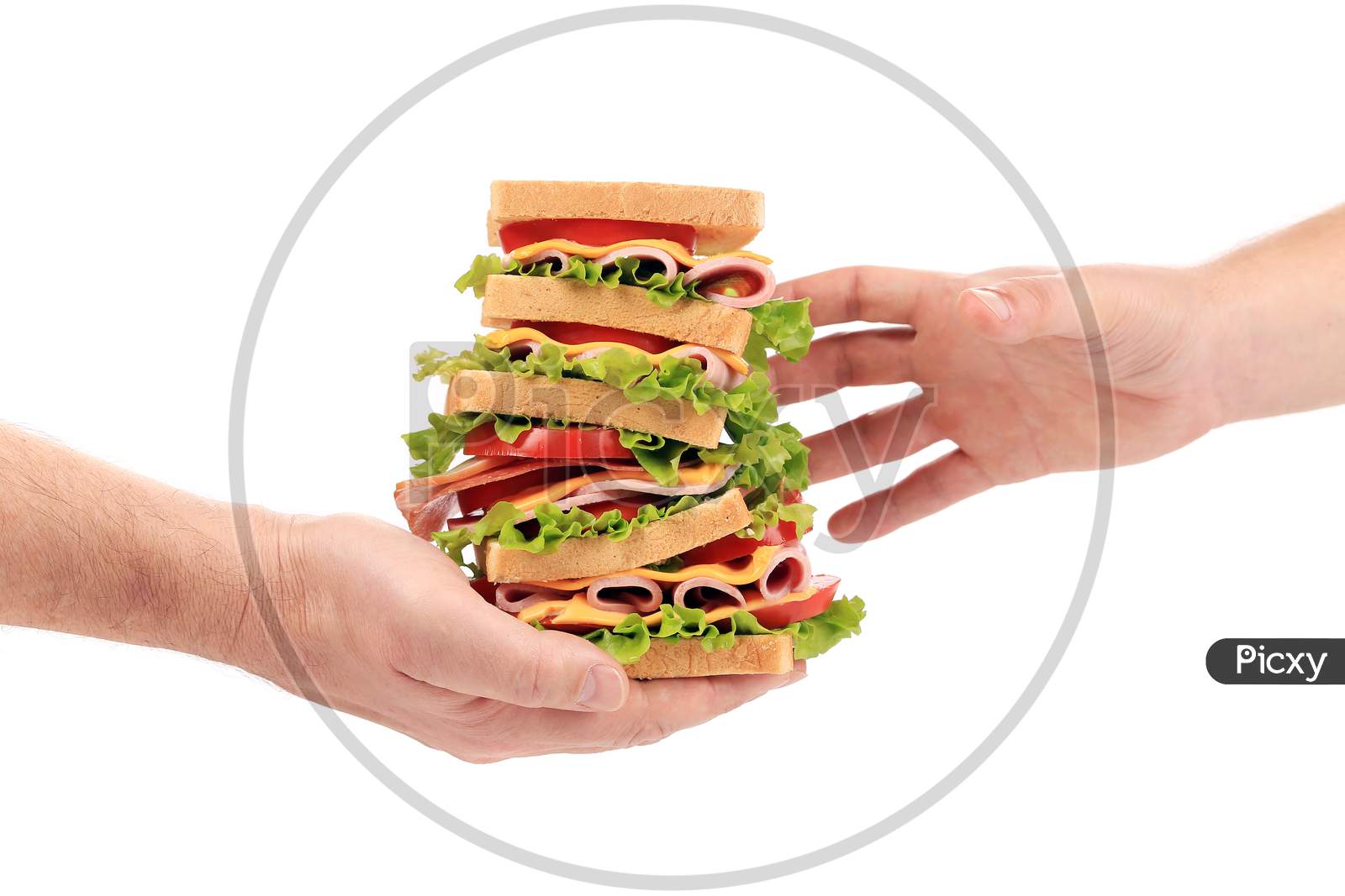 Tasty Sandwich In Hands. Isolated On A White Background.