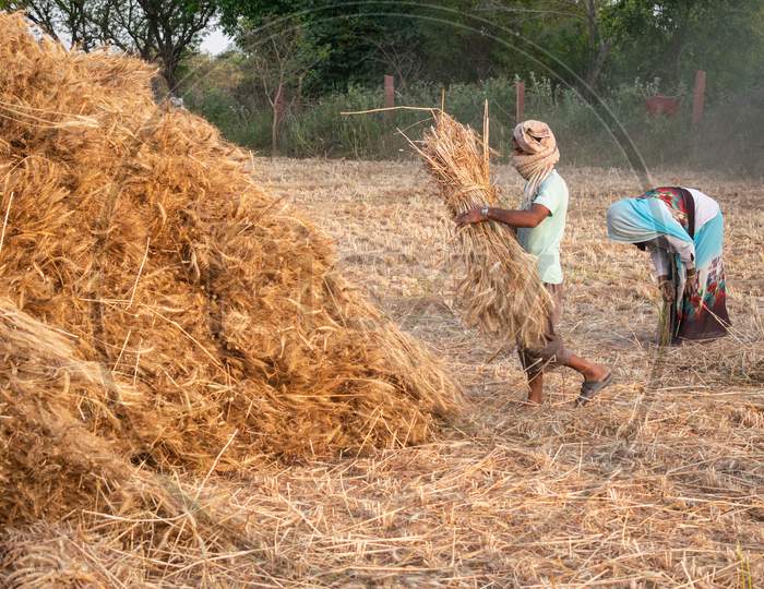Farmers carrying the wheat crop to threshing machine