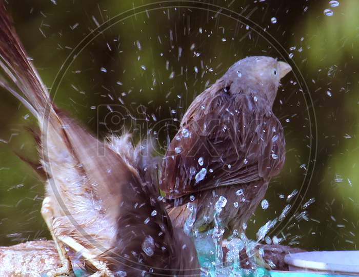 Sparrows taking bath