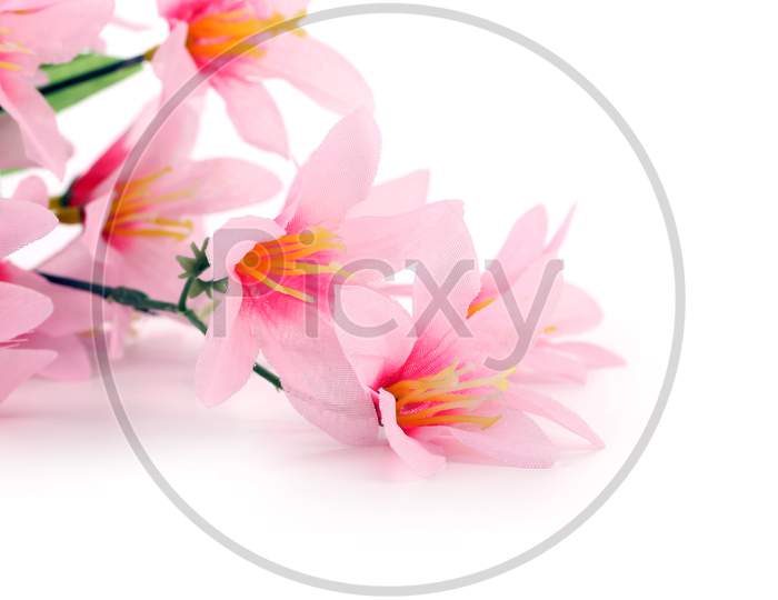 Close Up Of Pink Flowers. Isolated On A White Background.