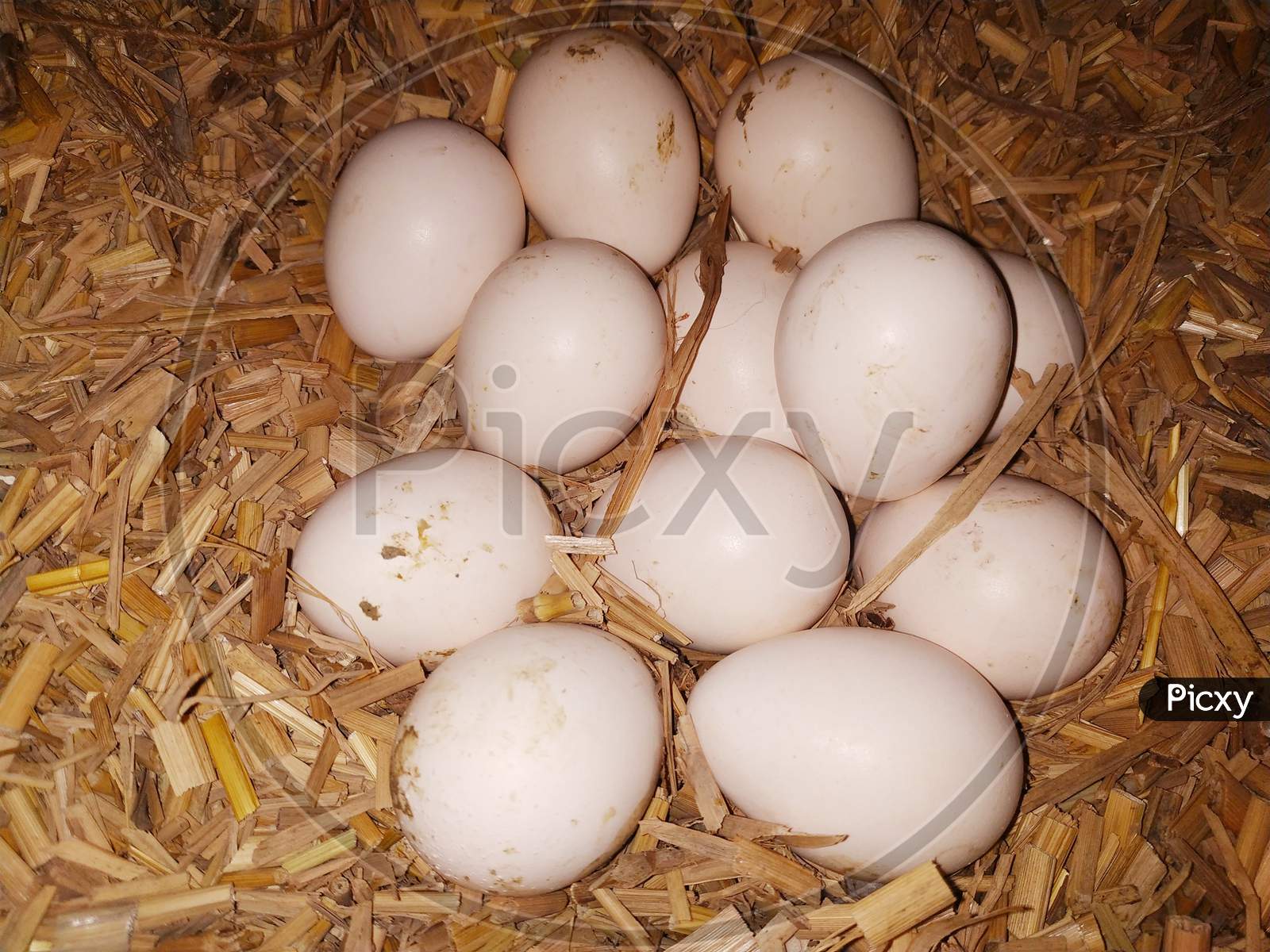 Freshly laid Eggs  By hen