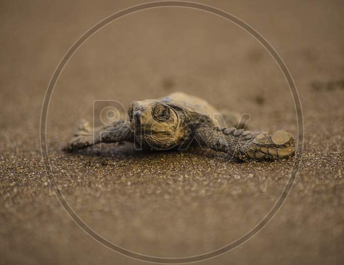 Close Up Of First Baby Steps Of Newly Hatched Turtle at Indian Beach Velas