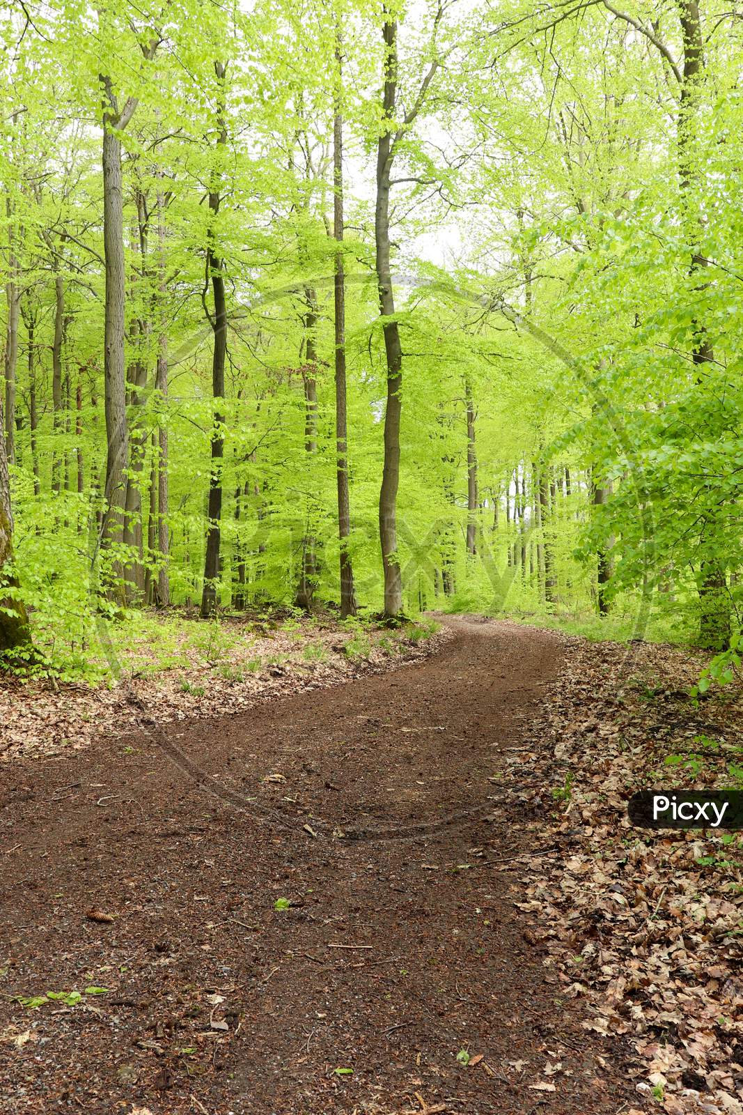 Path Leading Into The Palatinate Forest In Germany With Bright Green Tree Leaves In Early Spring.