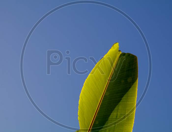 A Banana Leaf Against Plain Blue Sky In Background