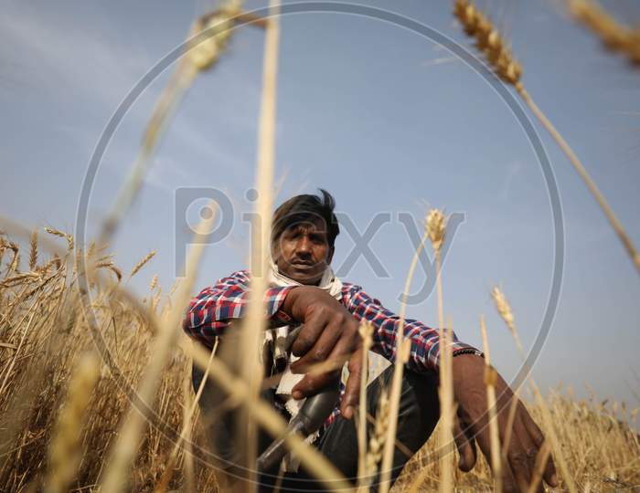 Farmer Working In His Wheat Fields  During Nationwide Lockdown In Wake Of Coronavirus or COVID-19 Pandemic In Prayagraj, March 14, 2020.
