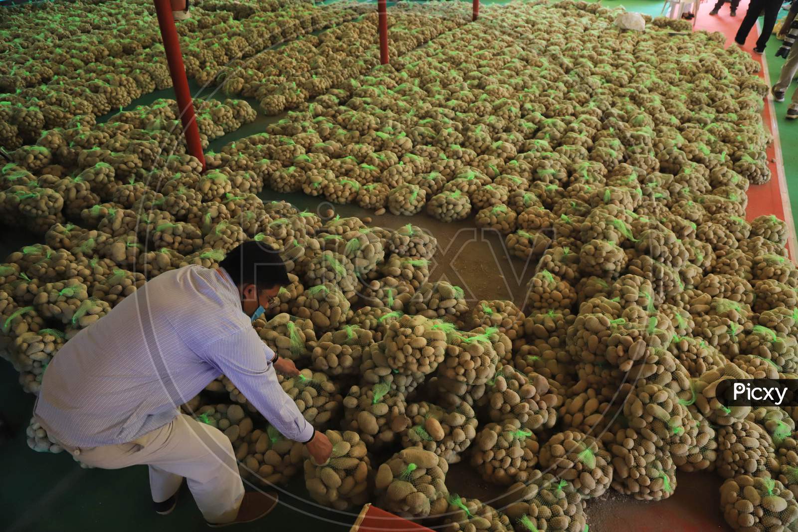 A Government Employee Picks up A Potato Packet For Distribution to Poor People During Nationwide Lockdown For  Coronavirus Disease (Covid-19), In Prayagraj, April, 14, 2020.