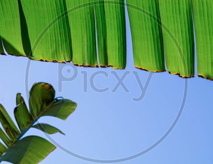 A Torn Banana Leaf Against Blue Sky Background