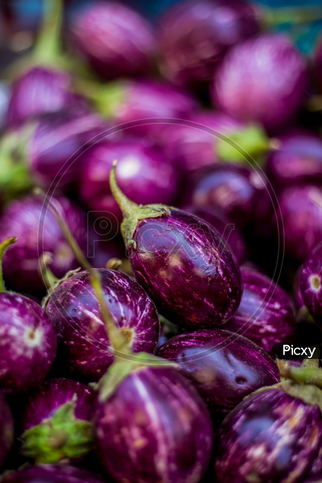 Close Up View Of A Heap Of Brinjals in Market .The Name As Called Egg Fruit, Aubergine, Solanum Melongena For Sale In A Vegetable Market. Close Up On Indian Street Market