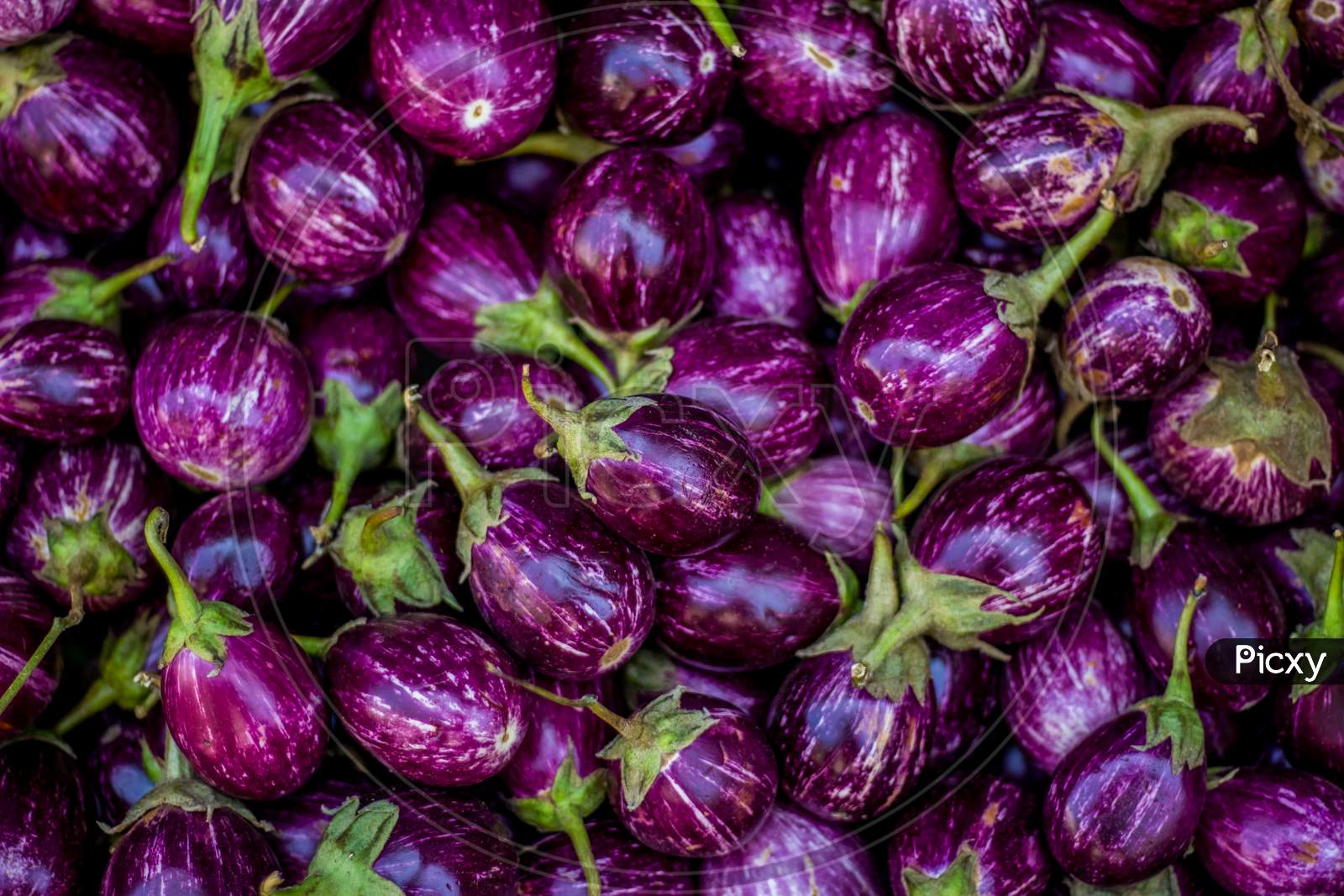 Top Down View Of A Heap Of Brinjals On Market The Name As Called Egg Fruit Aubergine Solanum Melongena For Sale In A Vegetable Market Overhead Composition And Top View Indian Street Market