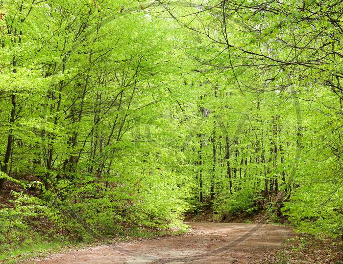 Trees Coming To Life In The Spring On A Path In The Palatinate Forest Of Germany.
