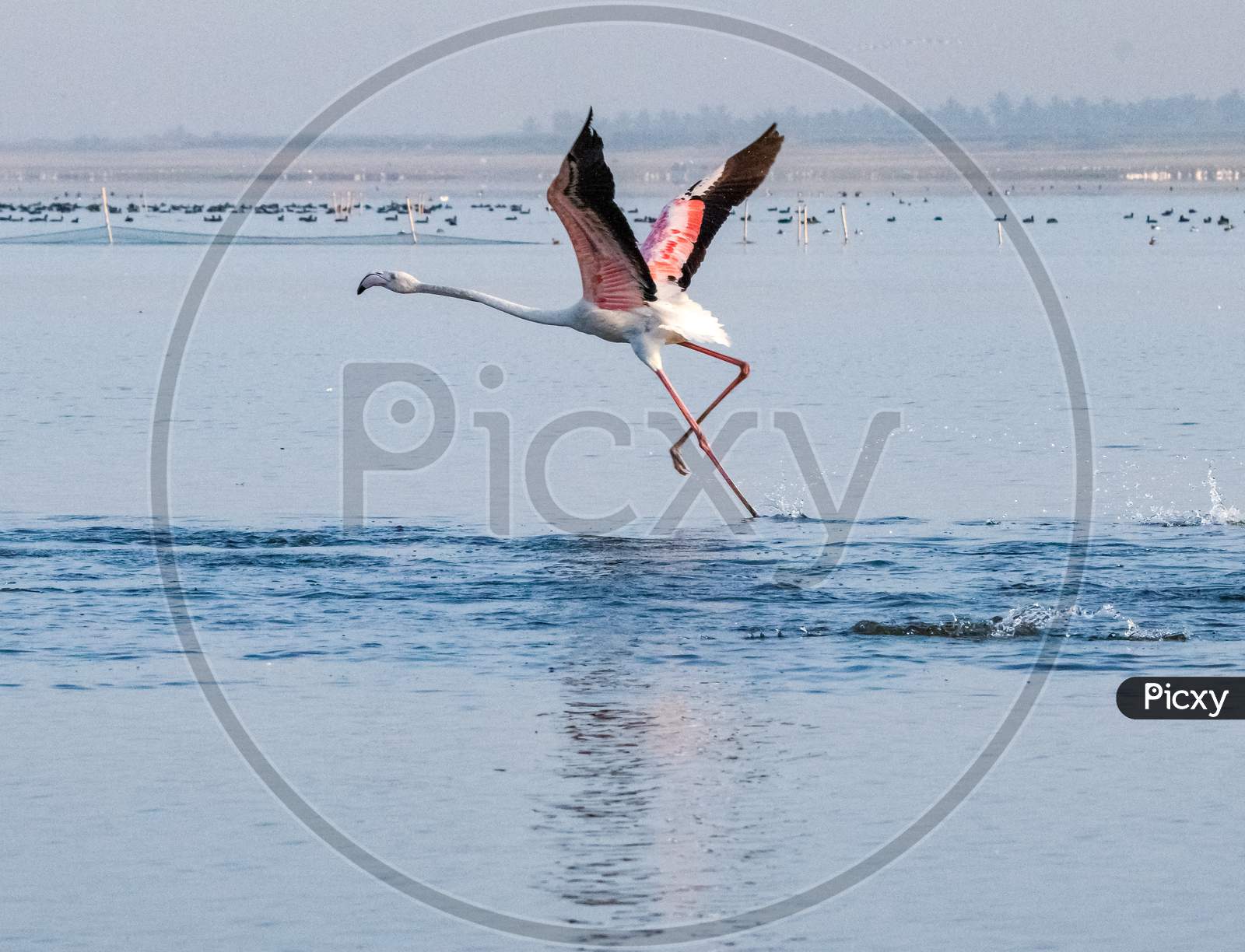 Flamingo Running For Flying Shot At Bhigwan