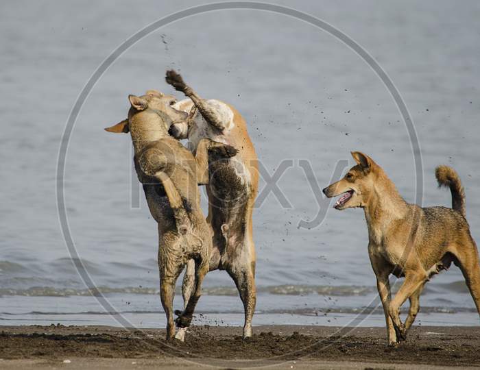 Three Brown Dogs Fighting And Playing At Indian Beach In Morning
