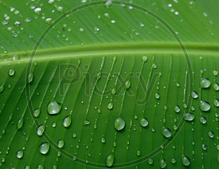 Water droplets on a section of a green banana leaf.