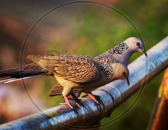Spotted Doves