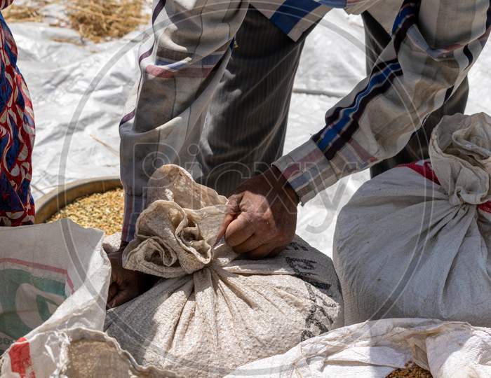 A farmer packing wheat into plastic bags using jute twines after threshing of wheat crop
