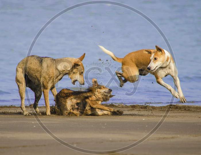 Three Dogs Playful At Indian Beach In Morning