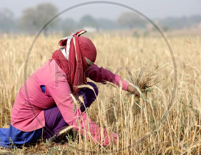 A woman Working In Her Wheat Fields During Nationwide Lockdown In Wake Of Coronavirus or Covid-19 Pandemic In Prayagraj, March 14, 2020.