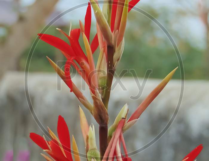red canna flowers