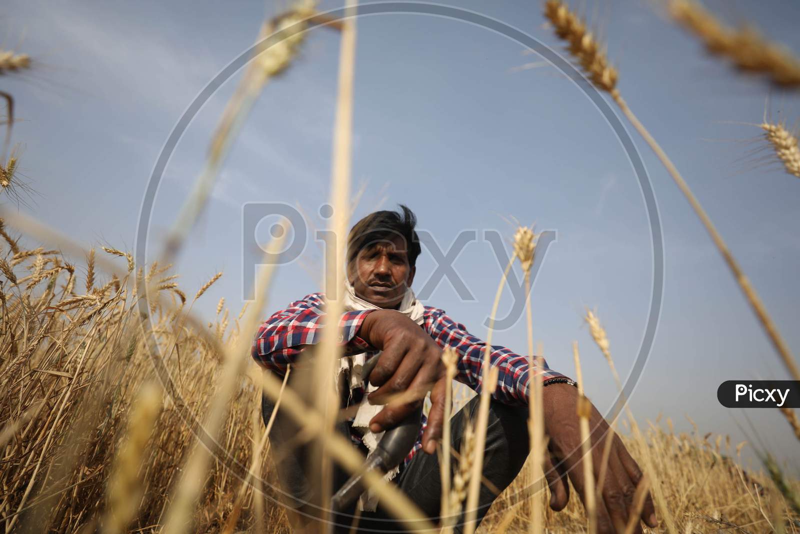 Farmer Working In His Wheat Fields  During Nationwide Lockdown In Wake Of Coronavirus or COVID-19 Pandemic In Prayagraj, March 14, 2020.