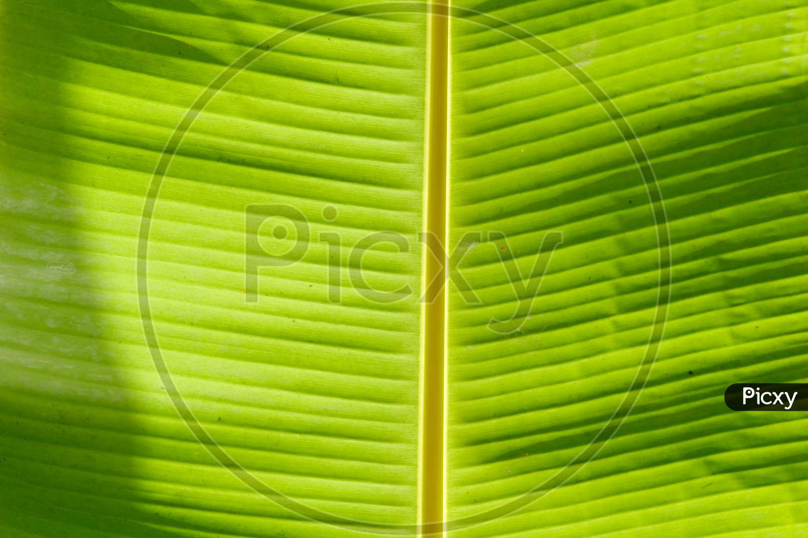 A Symmetric Green Banana Leaf Texture Glowing In Sun